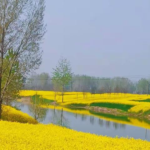 曹河乡：河道路旁种油菜，乡村振兴巧点睛