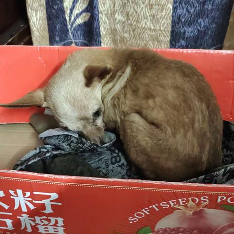 《壬寅年腊月廿八葬狗记》