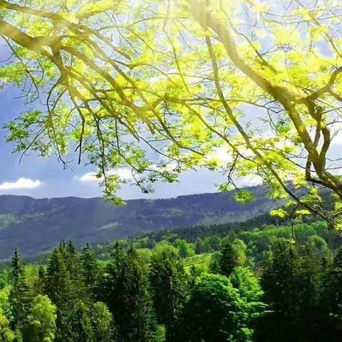 漕河镇金星幼儿园丨“停学不停课  快乐玩不停”托班、小班年级组线上活动第十五期