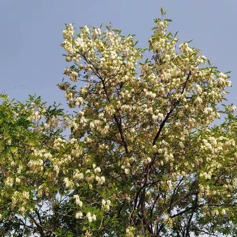 逐花飞梦