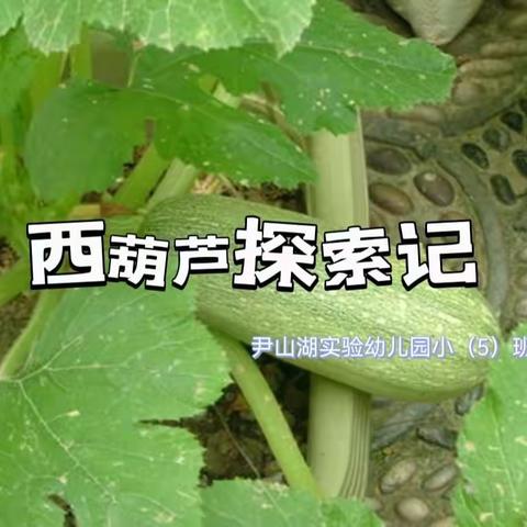 西葫芦探索记——尹山湖实验幼儿园小（5）班班本课程