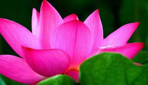 【诗词】 夏日咏荷