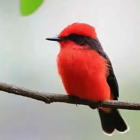 【七律】 冬雀吟