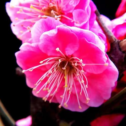 【七律】 芳辰喜贺溦华诞