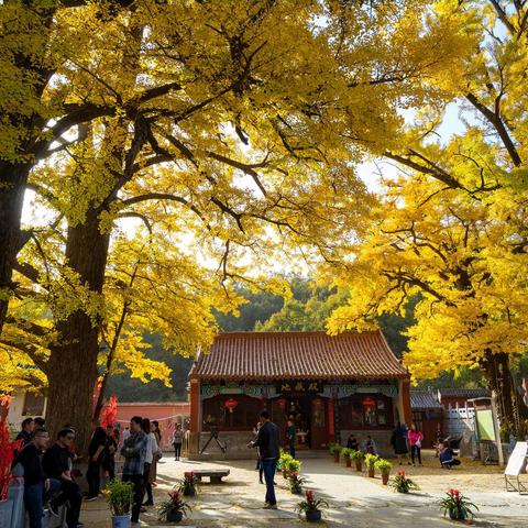 鲁山文殊寺银杏树（摄影）