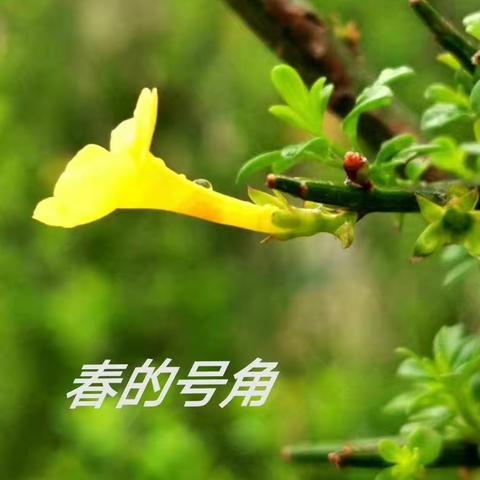 向阳花开   蝴蝶自来——贾寨小学抗疫记实