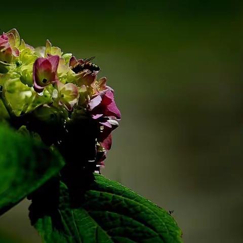 百花园之小花。