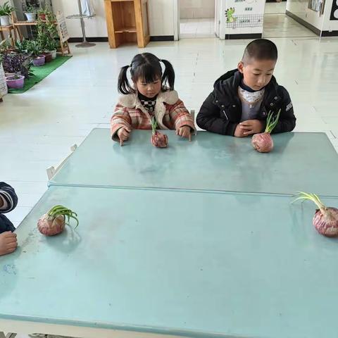 春天天气真好，我们种菜啦！