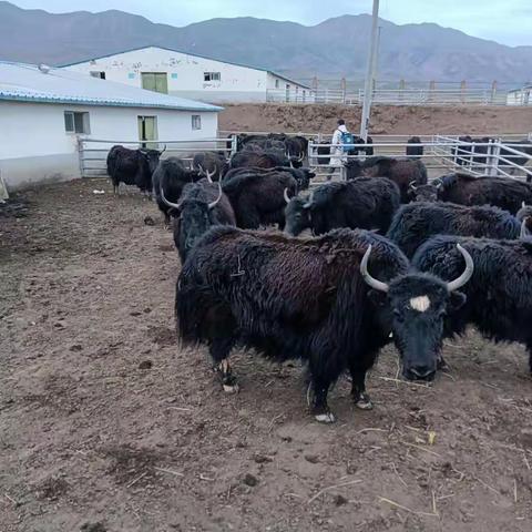 筑牢疫情防控与动物防疫“两手抓、两不误”