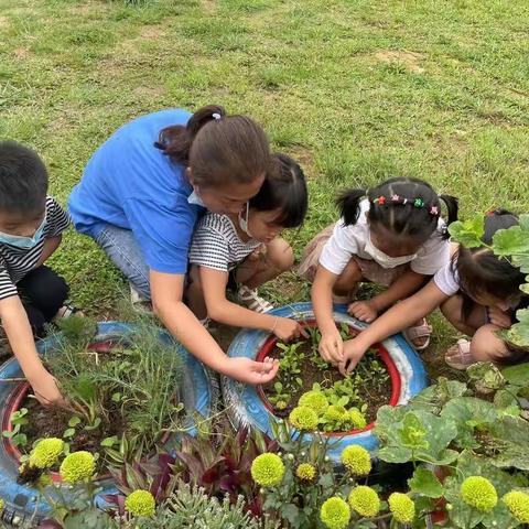 芒市户拉幼儿园大四班开展了劳动活动《我会锄草》