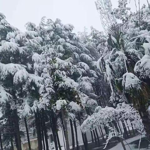 忽如一夜春风来 ，千树万树梨花开——西姜寨乡第二初级中学雪景掠影