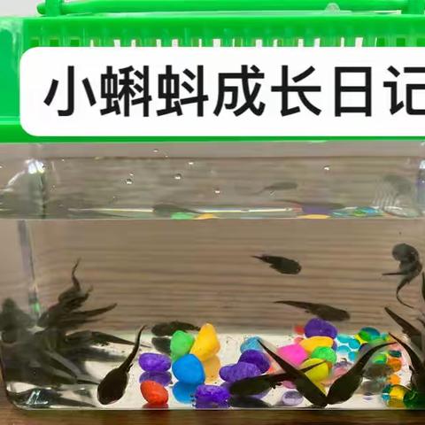 小蝌蚪成长日记