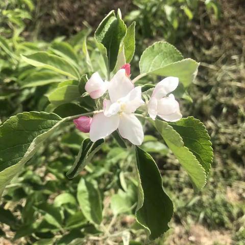 苹果缘