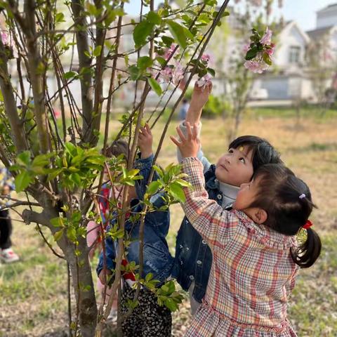 【春田花花——赴一场浪漫的“花事”】——齐河县表白寺镇中心幼儿园小一班周记