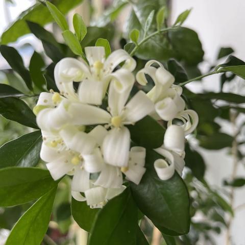 桂生一花着蕊黄，素玉为瓣衣翠裳，白绿相间青一色，伊人不来几回香