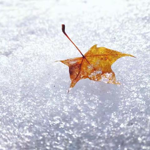 告别冬季雪山，寻觅冰凌花之行