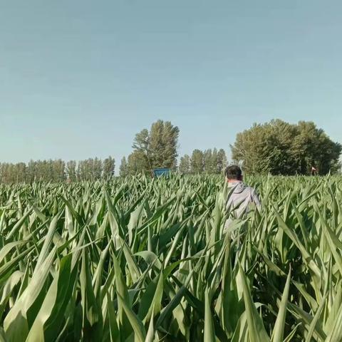 高温夏日巡线忙 “桑拿”天里护清凉