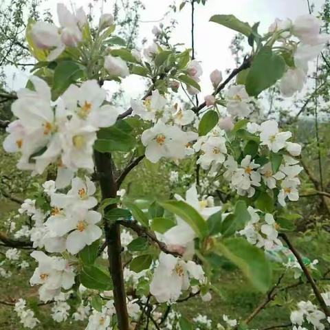 美丽的苹果花
