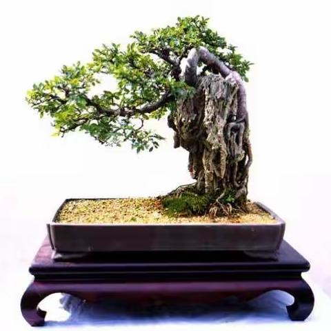 观根盆景欣赏