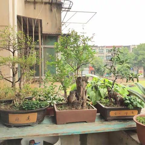忽然立夏，雨落成花