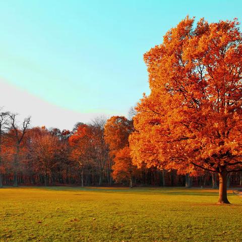 十一月课程——秋天的童话🍂