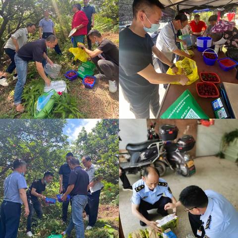 我市开展杨梅质量安全专项监督检查