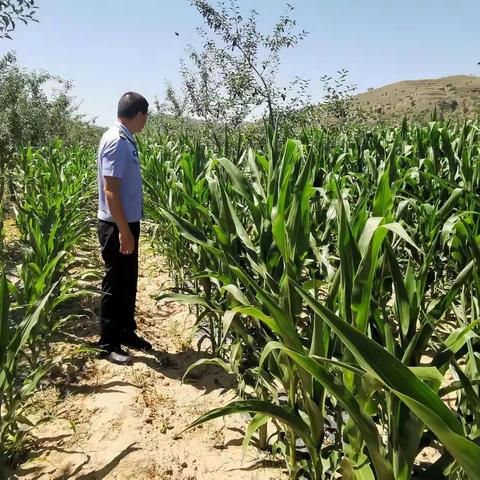 禁种铲毒在行动