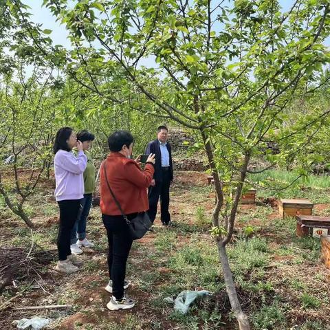 引蜂入园，促产增收——蒙阴六项举措推进蜜蜂授粉，助力生态农业发展