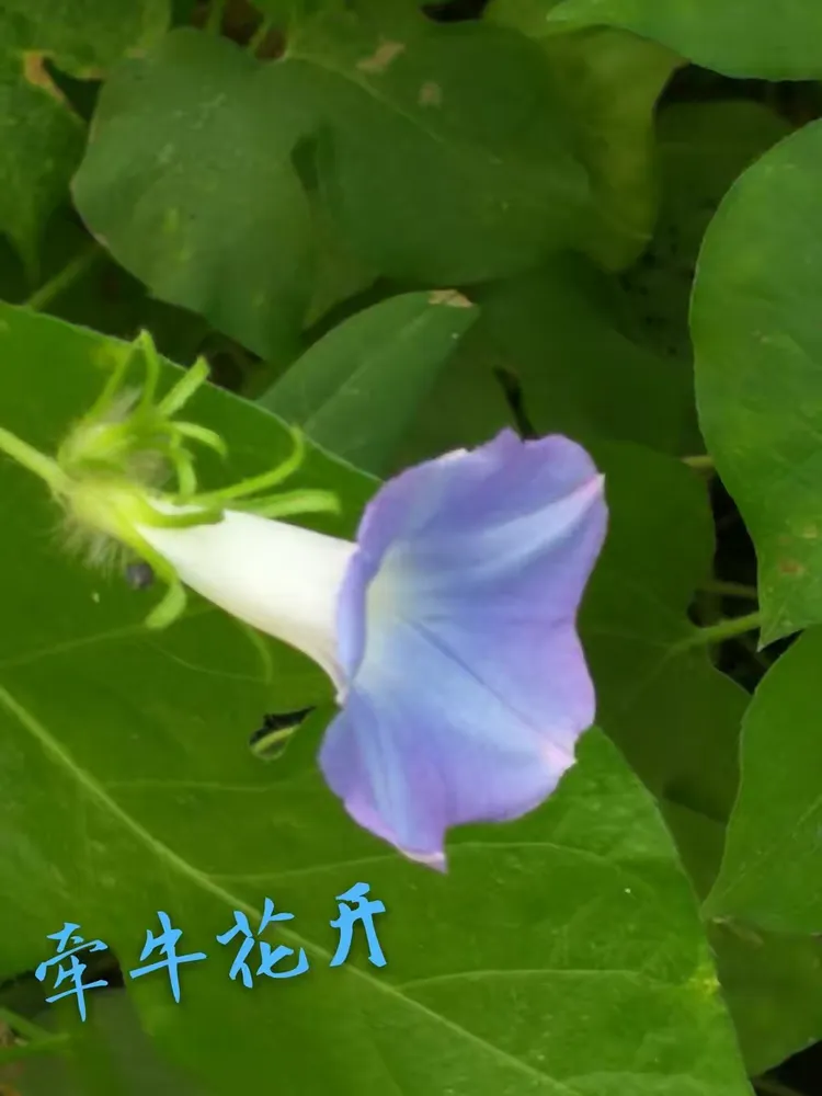 平凡的小小牵牛花