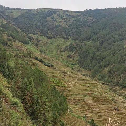 再读席慕容诗歌