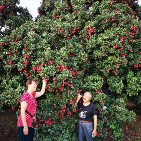 从化尝荔枝2020.7月