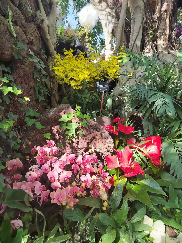 辰山植物园珍奇植物馆图片