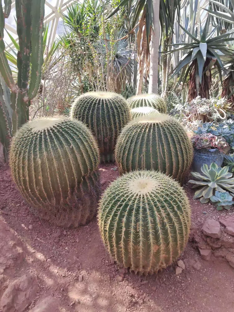 辰山植物园珍奇植物馆图片