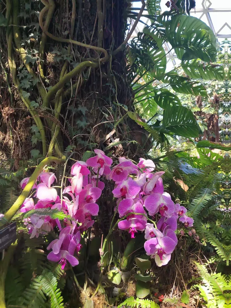 辰山植物园珍奇植物馆图片