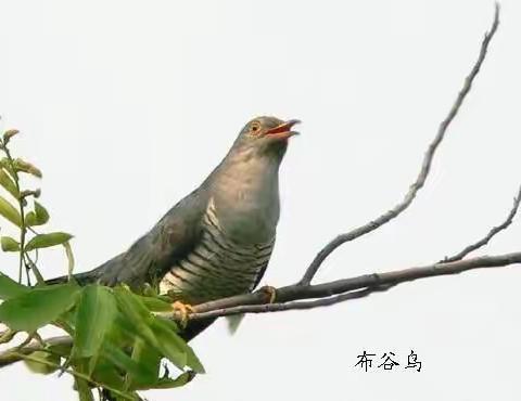 亲子游戏《布谷鸟》