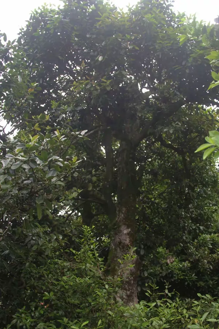 古村一棵长了300多年的苦丁茶树。