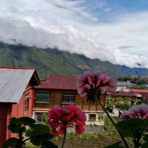 诗意墨脱——墨脱的花