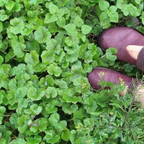开到荼靡花事了