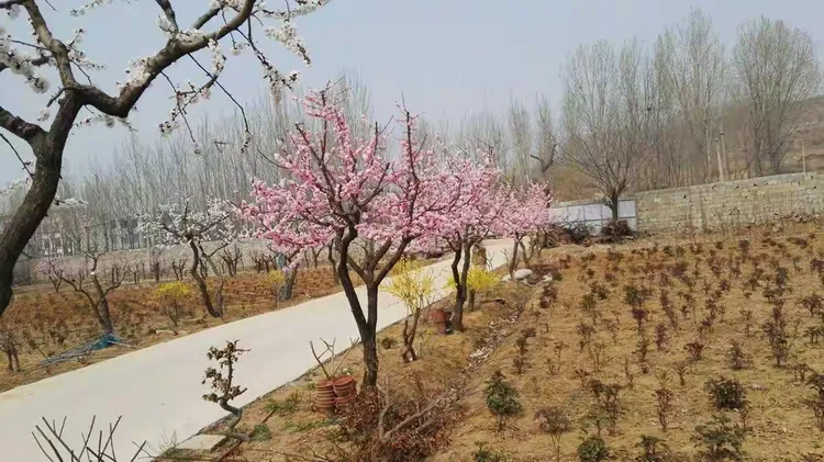 牡丹小苗价格多少