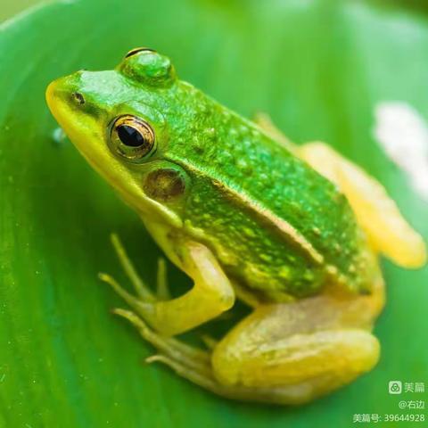 金成东区幼儿园乐高三班*第八节《小青蛙🐸》