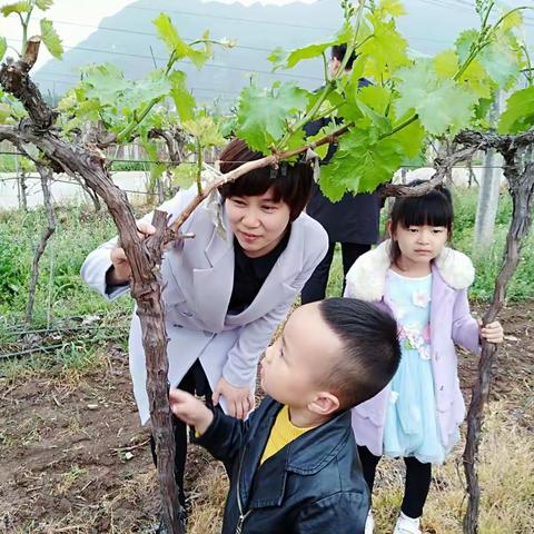 欢迎大家来认养葡萄树!