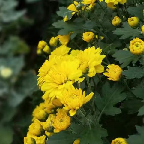 菊韵四首