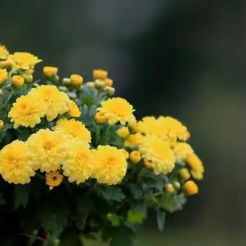 芳草