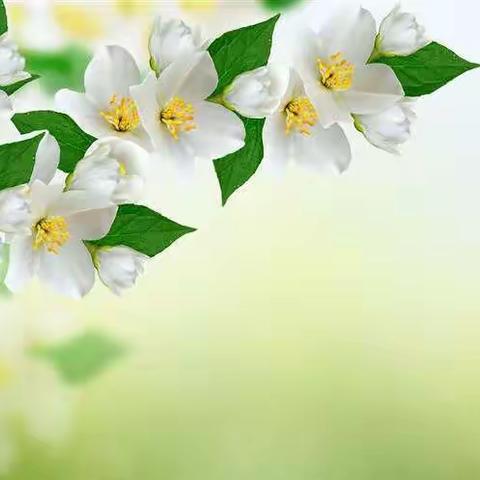 名师展风采 润我育人情——小学语文“魅力教师、经典课堂”观摩研讨学习体会