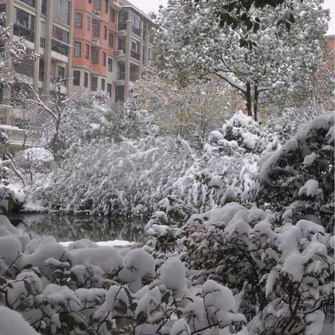 小区的雪