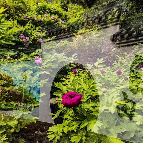 庚子年洛阳牡丹花开（借朋友照片）