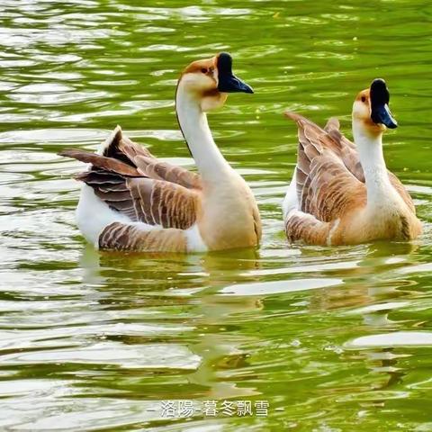 辛丑年春分时节