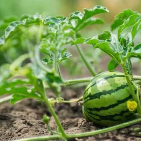 走！🚶‍♂️‍➡️去农场⛳️认种西瓜吧🍉