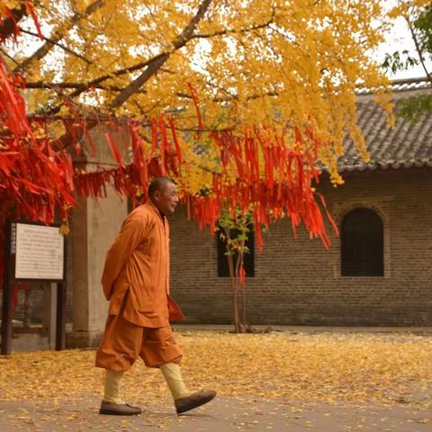 最是深秋情浓时——古城、古寺、古树，遍地银杏黄