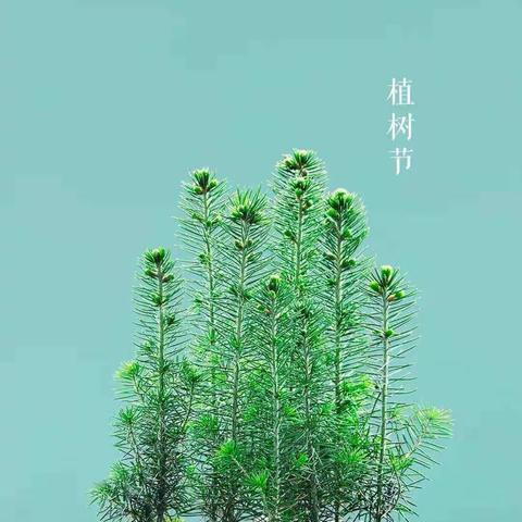 海豚🐬班🌿播撒绿意，拥抱春天🌿3.12植树节主题活动